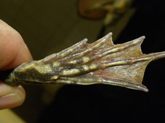 Pelophylax ridibundus