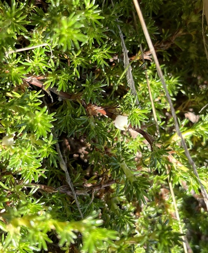 Pearl fruit (Margyricarpus pinnatus)