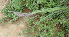 Gladiolus densiflorus