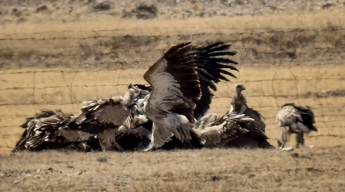 Himalayan Griffon
