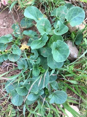Calystegia subacaulis