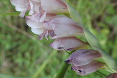 Gladiolus densiflorus