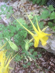 Aquilegia chrysantha