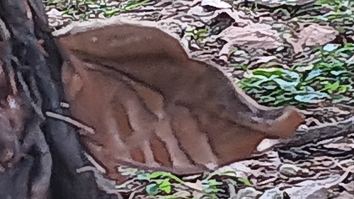 Orion Cecropian