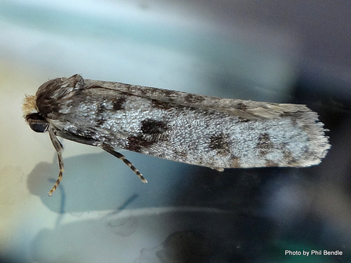 Lepidoscia protorna (Meyrick, 1893)