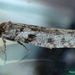 Lepidoscia protorna - Photo 由 Phil Bendle 所上傳的 (c) Phil Bendle，保留部份權利CC BY-NC