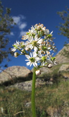 Micranthes nelsoniana aestivalis