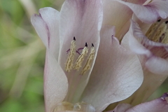 Gladiolus densiflorus