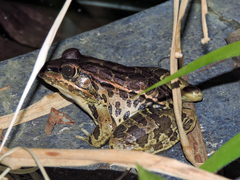 Lithobates forreri