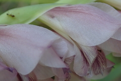 Gladiolus densiflorus