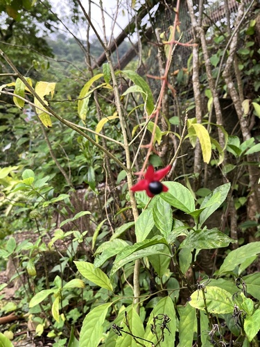 Clerodendrum laevifolium observed 2026-04-07