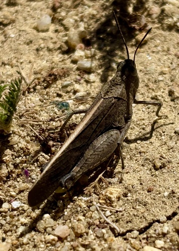 iNaturalist observation photo of California Orange-winged Grasshopper