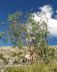 Salix sajanensis