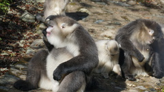 Black Snub-nosed Monkey