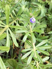 Galium aparine