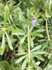 Galium aparine