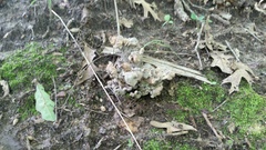 Craterellus foetidus