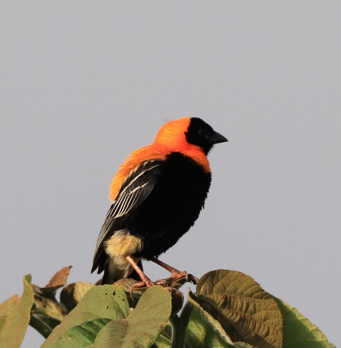 iNaturalist image