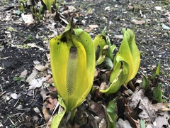 Lysichiton