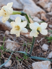 Narcissus dubius