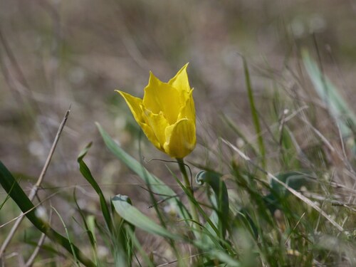 Duc van Thol-Tulip (Tulipa suaveolens)