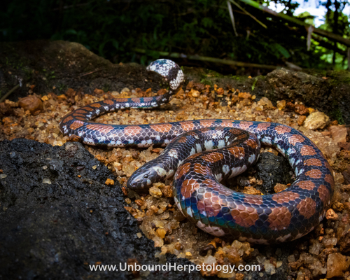 Photo of a Ceylonese Cylinder Snake (Cylindrophis maculatus)