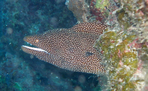 Whitemouth Moray