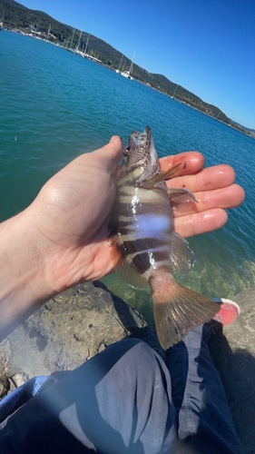 Serranus scriba