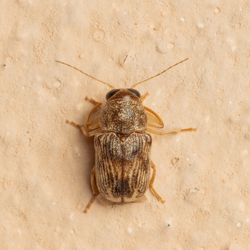 Pachybrachis integratus