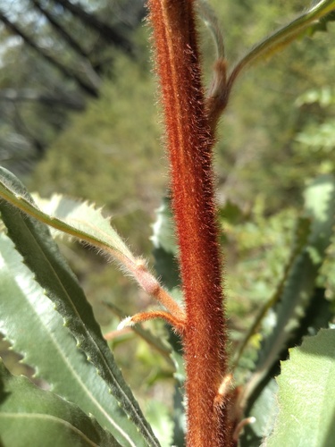 Desert Banksia (Banksia ornata)