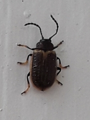 Microtheca ochroloma