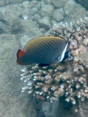 Chaetodon collare