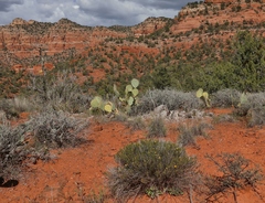 Thymophylla acerosa, photograph (c) Gail A Baker, some rights reserved (CC BY)