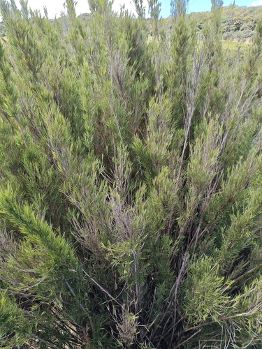 Kuruna densifolia observed 2026-04-04