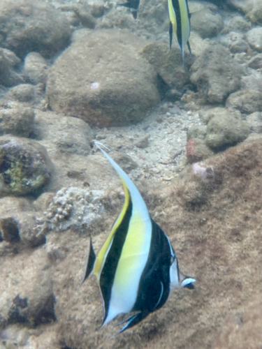 Zanclus cornutus