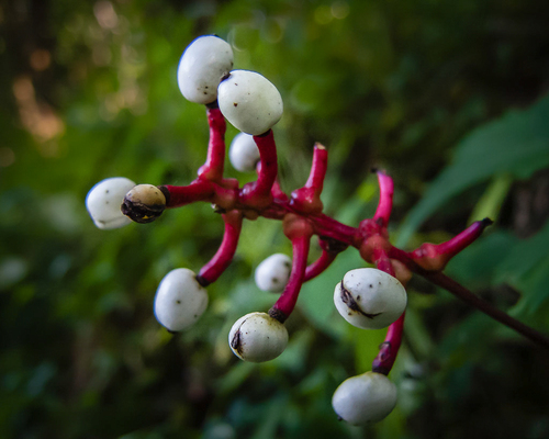 white baneberry (Actaea pachypoda)