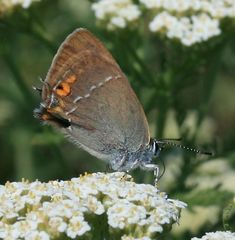Satyrium acaciae