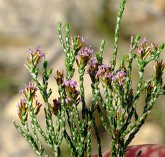 Stoebe rugulosa