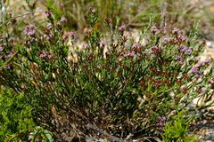 Stoebe rugulosa