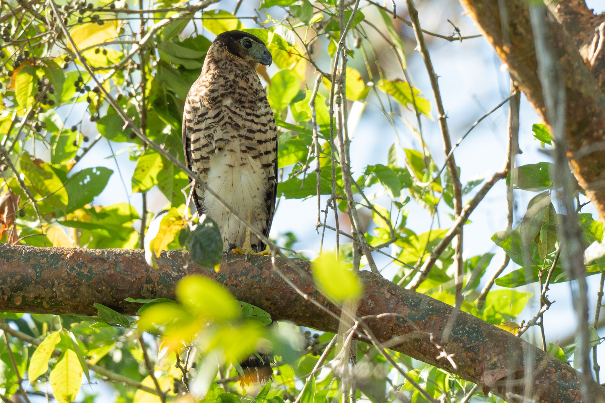 Collared Forest Falcon (Micrastur semitorquatus), photo 3