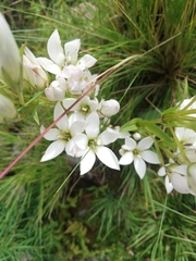 Gentianella dielsiana