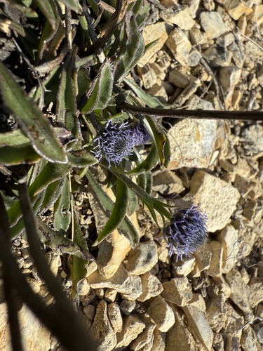 Globularia vulgaris, photograph 2