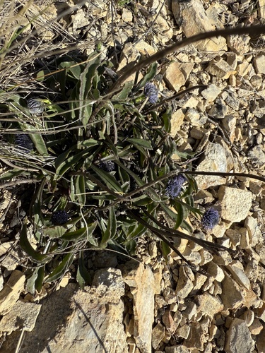 Globularia vulgaris, photograph 3