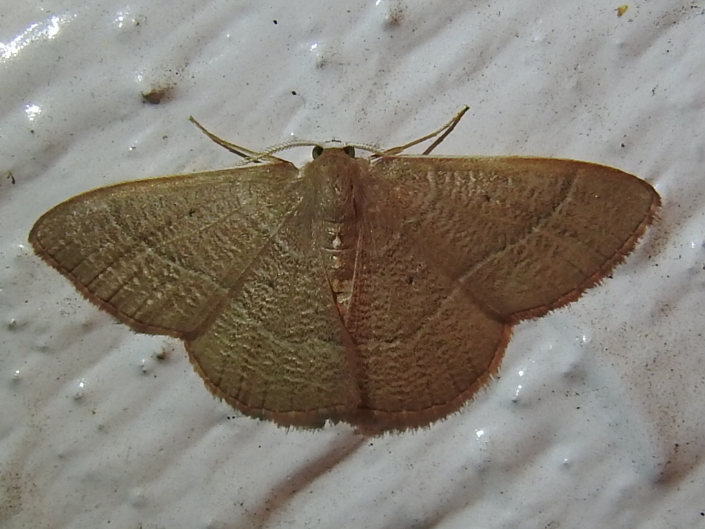 Texas White-barred Emerald