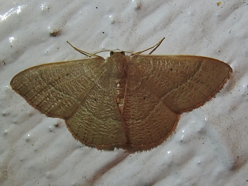 Texas White-barred Emerald