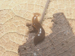 Diversibipalium claviforme