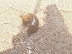 Diversibipalium claviforme