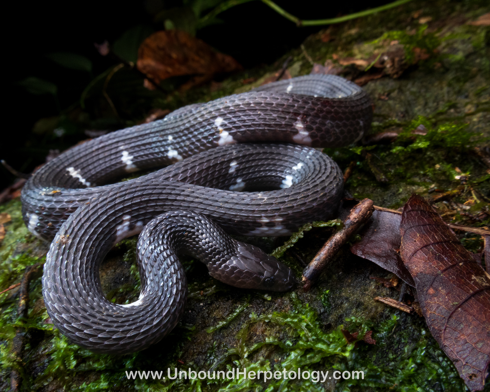 Ceylon Wolf Snake photo 4