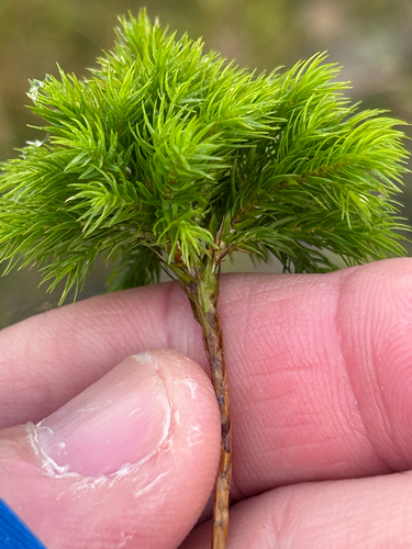 Dendroligotrichum dendroides observed 2026-04-07