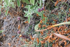 Allium rubrovittatum